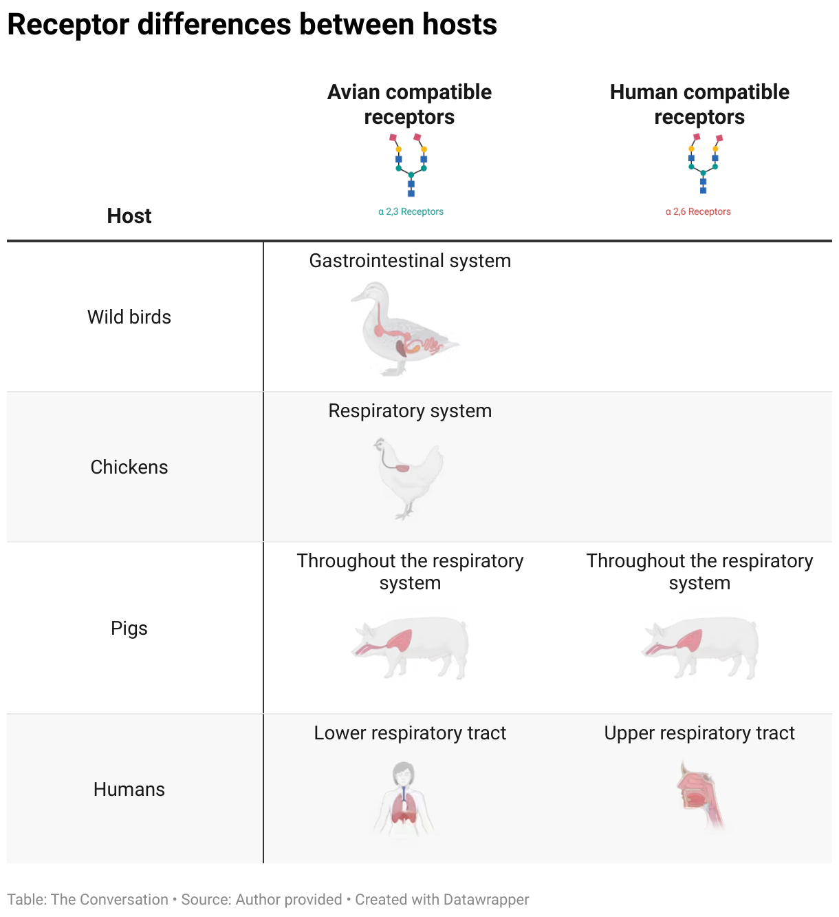 Pig Receptors